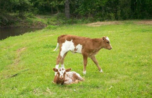 Romantic and Unique Tree House Rental on a Private Ranch in Central Texas - Foto 18