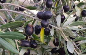 Agriturismo il Poggiarello - Foto 99