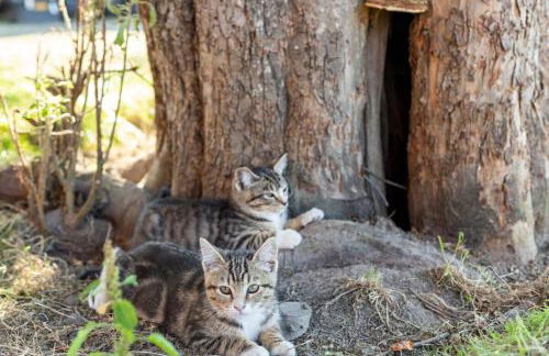 Frontier Farmhouse-Sauna &HT - Foto 48