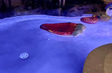 House in Paradise - Photo 37