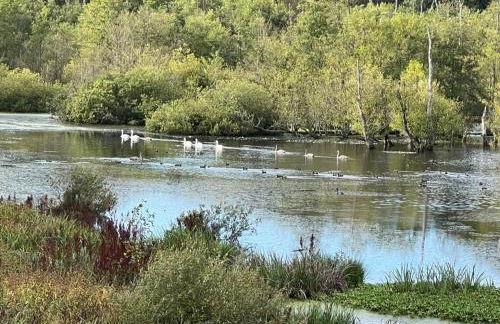 foresthaus - Foto 24