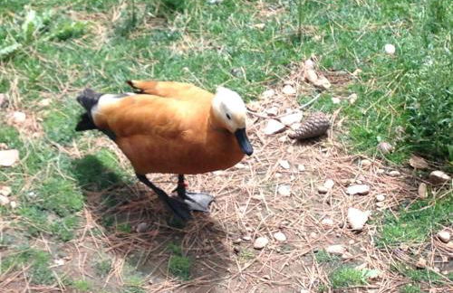 Apartamento Turistico Cigüeña de Arguedas - Foto 46