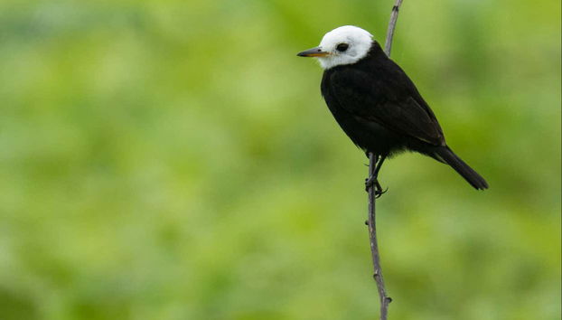 Uccelli tropicali dell'Amazzonia meridionale