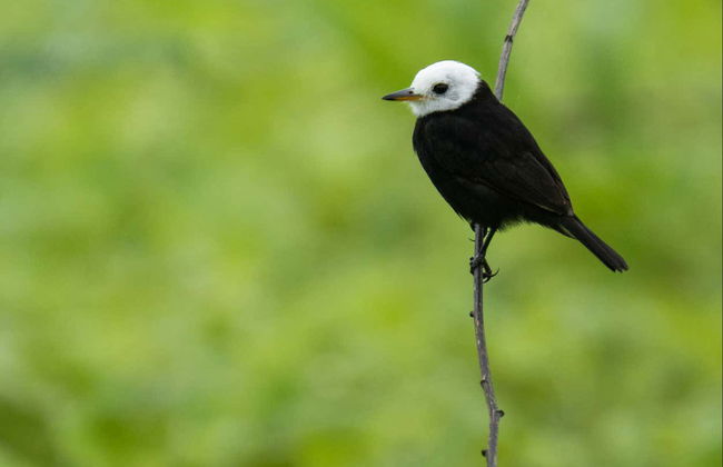 Tour di 4 giorni sul fiume Yanayacu con birdwatching - Foto 3