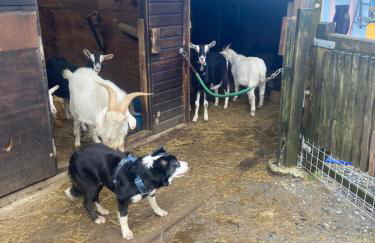 Pen llyn holiday cottages and caravan - Foto 23