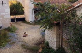 Yourte d'intérieur d'une demeure du 18e siècle en Anjou entre vignes et châteaux - Foto 13
