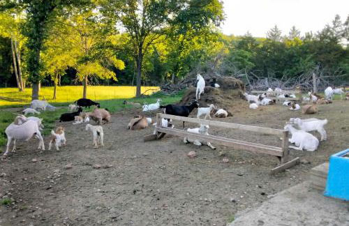 Unique Creekside Escape - Enjoy On-Site Goats! - Foto 32