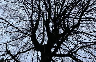 Ferienhaus-stadtkyll Beim Förster - Foto 27