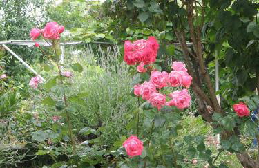 Apartment Pasman 14788c - Foto 13