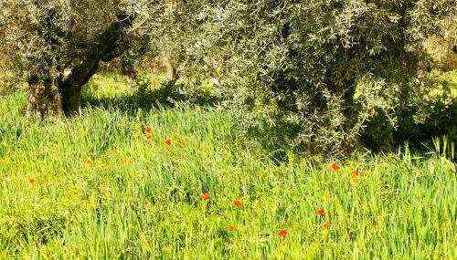 Casa Batalla - Foto 5