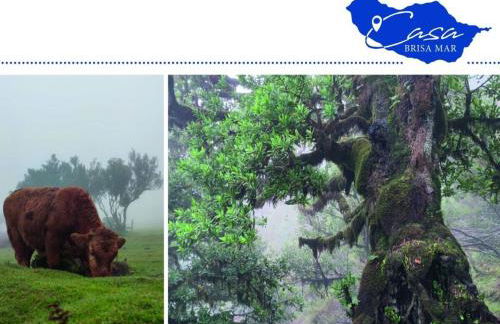 Holiday Home Casa Brisa Mar in Prazeres - Photo 49