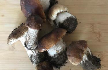 Mazurska Stodoła Na Półwyspie Pilchowskim - Foto 62