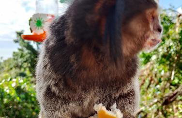 Casa Ilhabela a cinco minutos do centro - Foto 23