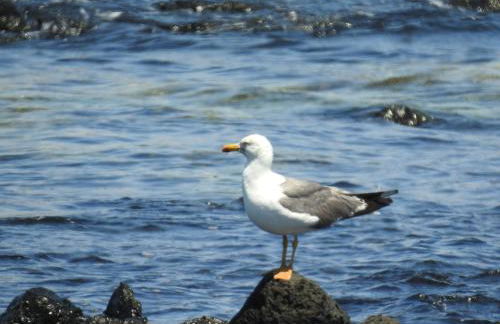 "El Ático Bonito"-Penthaus-Whirlpool-Atlantikblick - Photo 59
