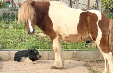 La Quinta da Liberdade - Ferme de charme en Algarve - Foto 14