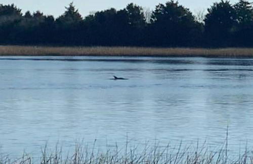 Dolphin Cove - Whole WATERFRONT House with Dock - Foto 11