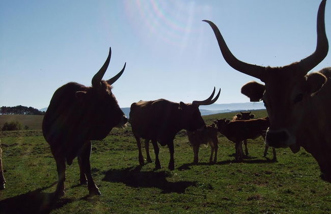 Casa Rural O Ventorrillo - Foto 36