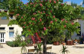 Ferienwohnung Grüne Oase - Foto 2