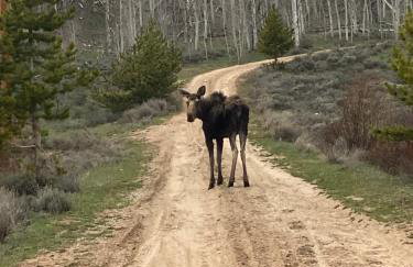 Whistle Pig Retreat at 22 West Cabins and Recreation - Foto 31
