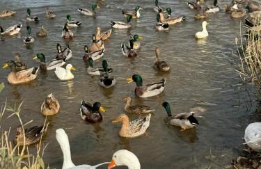 Chalet Centro Encuestre MET OLIVA NOVA - Foto 48