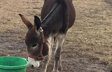 Serene Stay in North Carolina!! - Foto 33