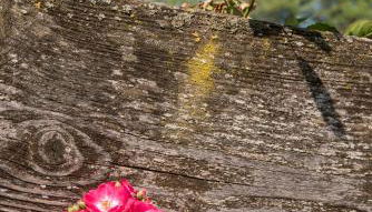 Agritur Artemisia - Photo 5, Garden