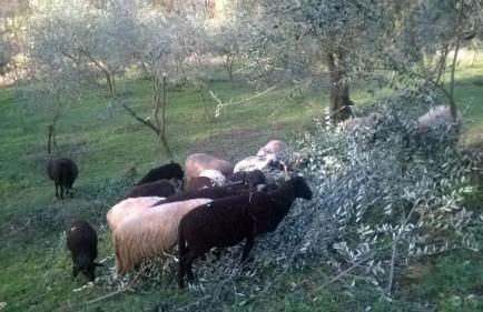 Cà Feddia - Foto 23