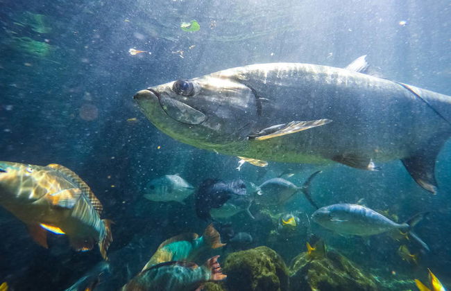 Ingresso do Aquário de Key West - Foto 7