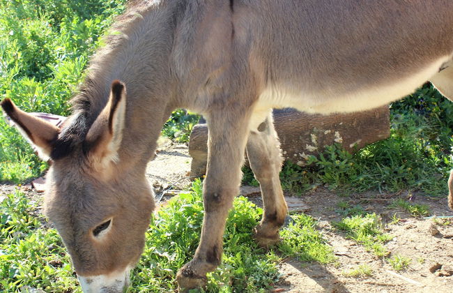 Agriturismo La Casa di Bacco - Foto 22