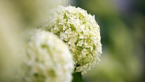 La Colonica - Foto 5, Garden