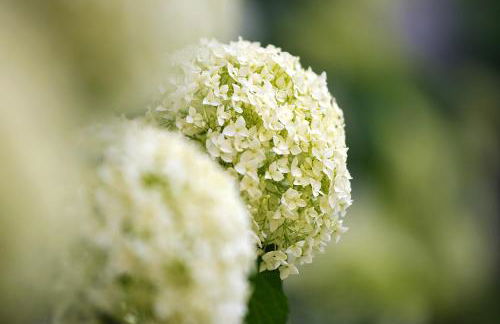 La Colonica - Foto 5