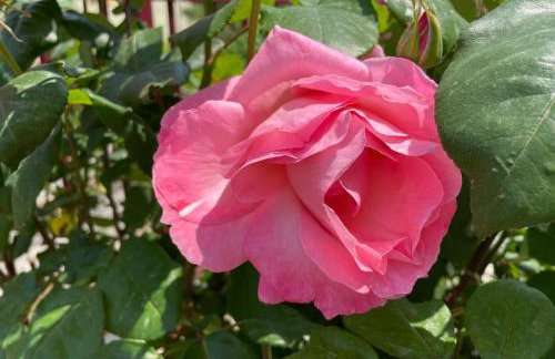 Panselinos - Foto 48