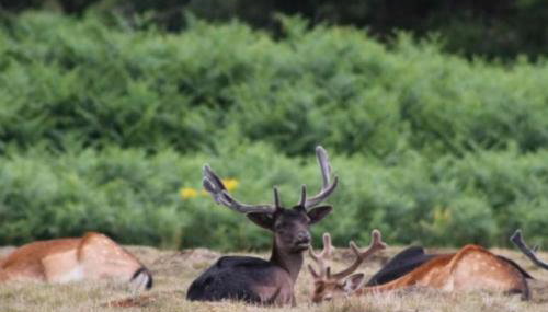 Beautiful renovated cottage in Mersham Ashford Kent - Foto 3