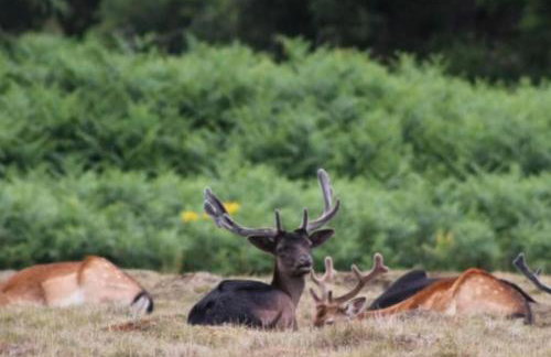 Beautiful renovated cottage in Mersham Ashford Kent - Foto 3