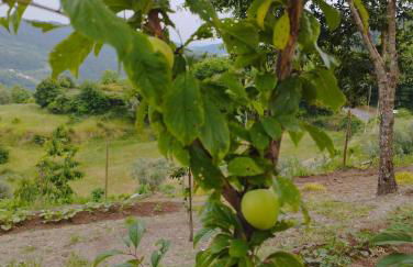 A Casa da Japoneira CB - Foto 23