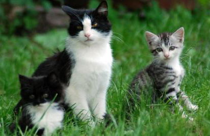 Apartments Dolomites "Mantingerhof" - Photo 36