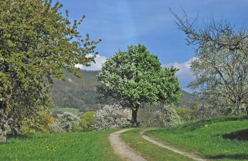 Ferienwohnungen beim Imker - Foto 4