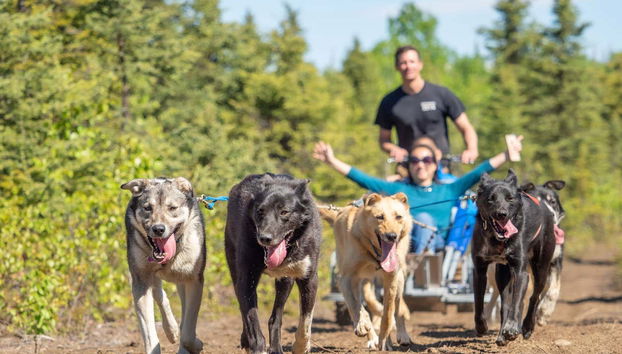 Facendo mushing d'estate in Alaska