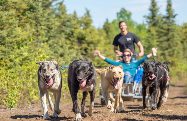 Mushing en Willow, paseo en trineo de perros en verano - Foto 4