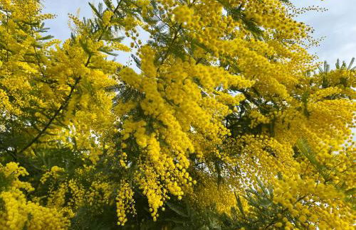 Les Genêts - Foto 37