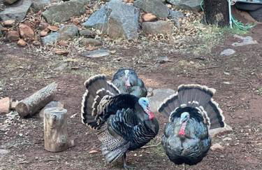 Pine Hills Cabin in Julian - Foto 21