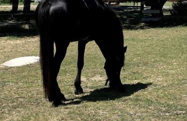 Cozy Rustic Cabin on a Working Horse Ranch for a Unique Getaway in Granite Bay, California - Foto 16