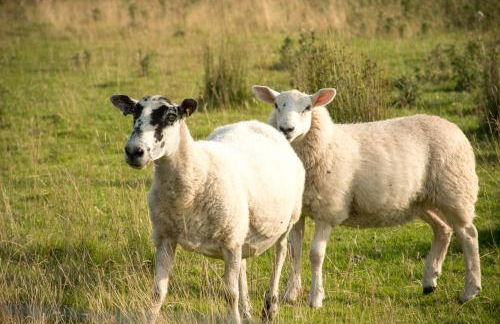 Wild Northumberland Glamping - Foto 64