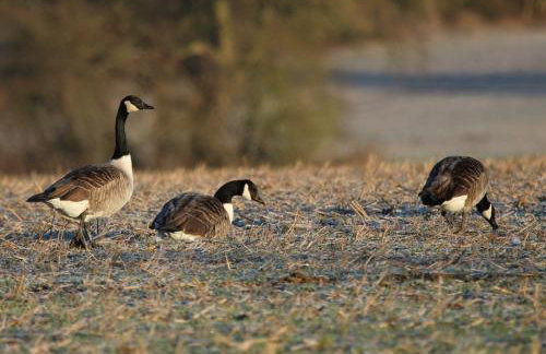 Oak & Hazel, Heath Row Barn - Foto 28