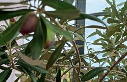 La Petite Maison - Foto 39