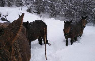 Casa Rural el Enebral en Potes Picos de Euopa - Foto 46