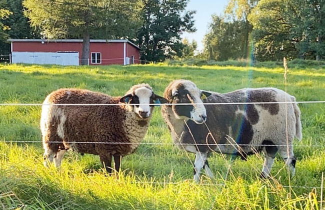 7 Person Holiday Home in Ljung - Foto 15