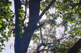 Βίλα Αρμονία Ορεινή Κορινθία - Foto 53