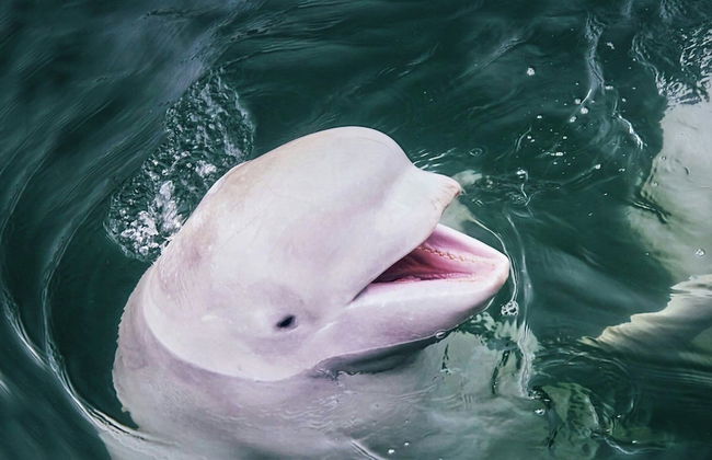 Pier Apartments - Photo 16