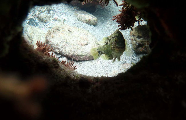 Snorkeling à Porto Santo - Foto 8